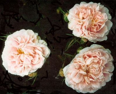 ................................